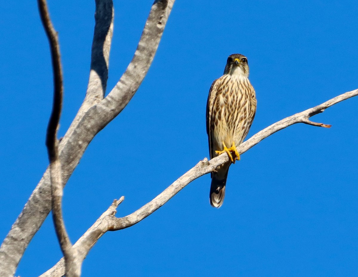 Merlin - ML644535107