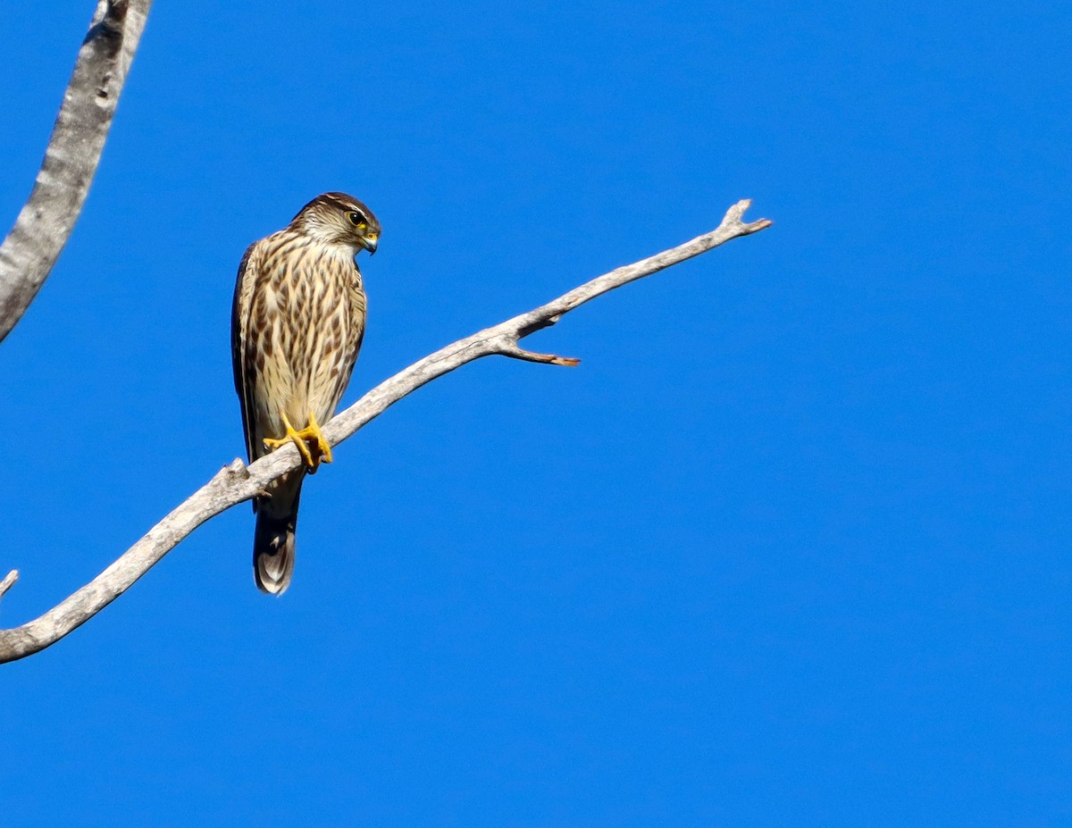 Merlin - ML644535108