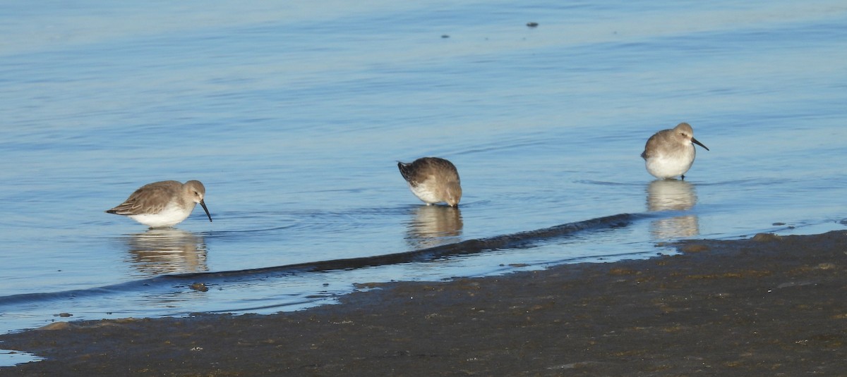 jespák obecný - ML644535115