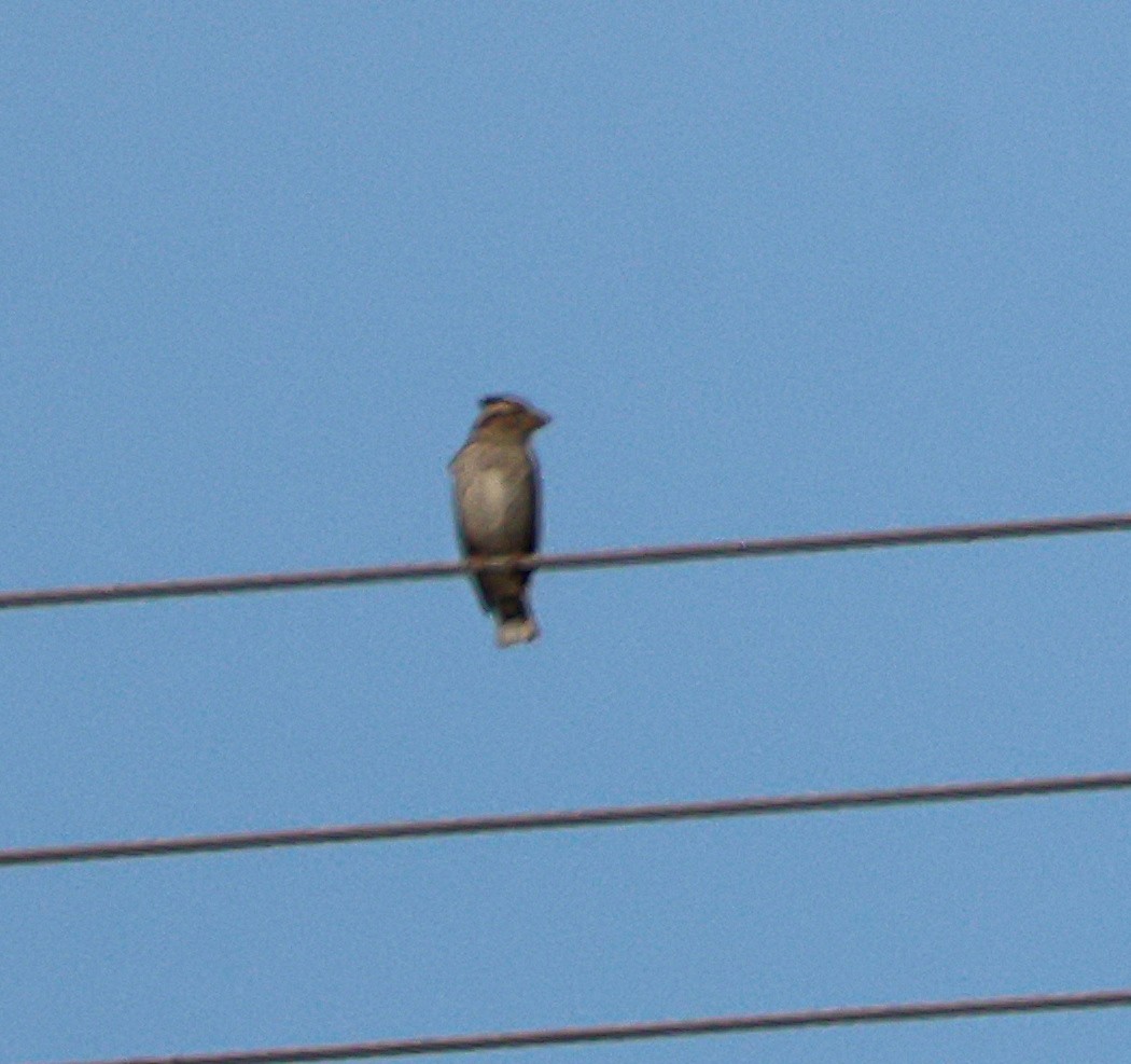 Harkaitz-txolarre arrunta - ML644535132