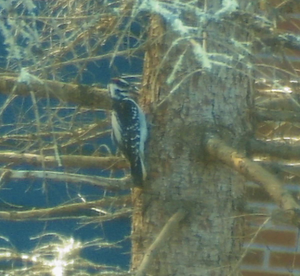 Hairy Woodpecker - ML644535151