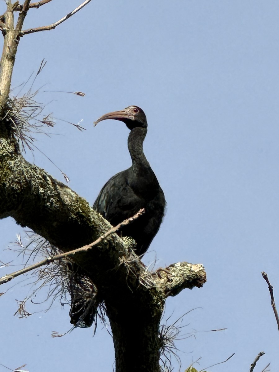 Bare-faced Ibis - ML644535157