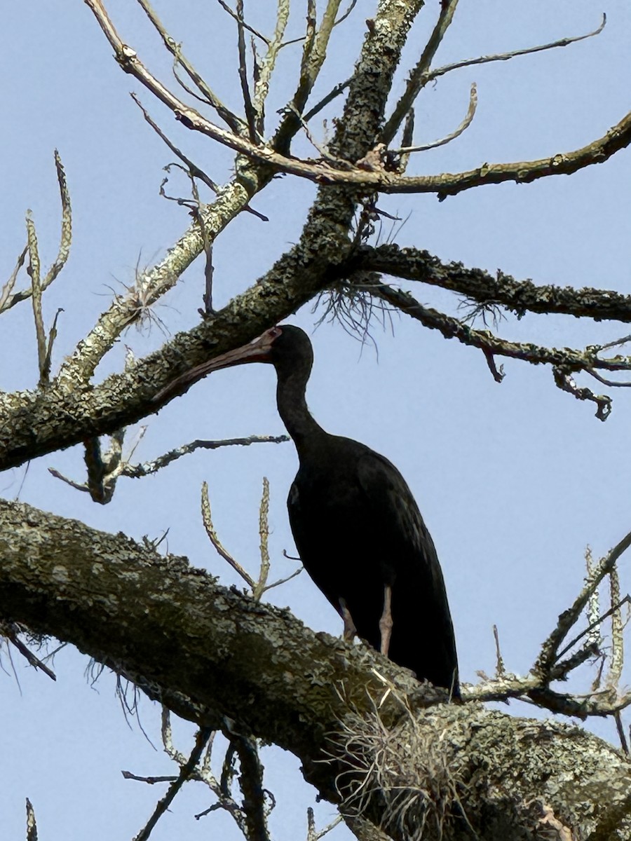 Bare-faced Ibis - ML644535158
