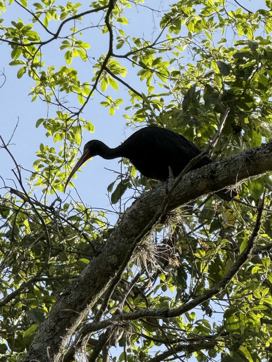 Bare-faced Ibis - ML644535159