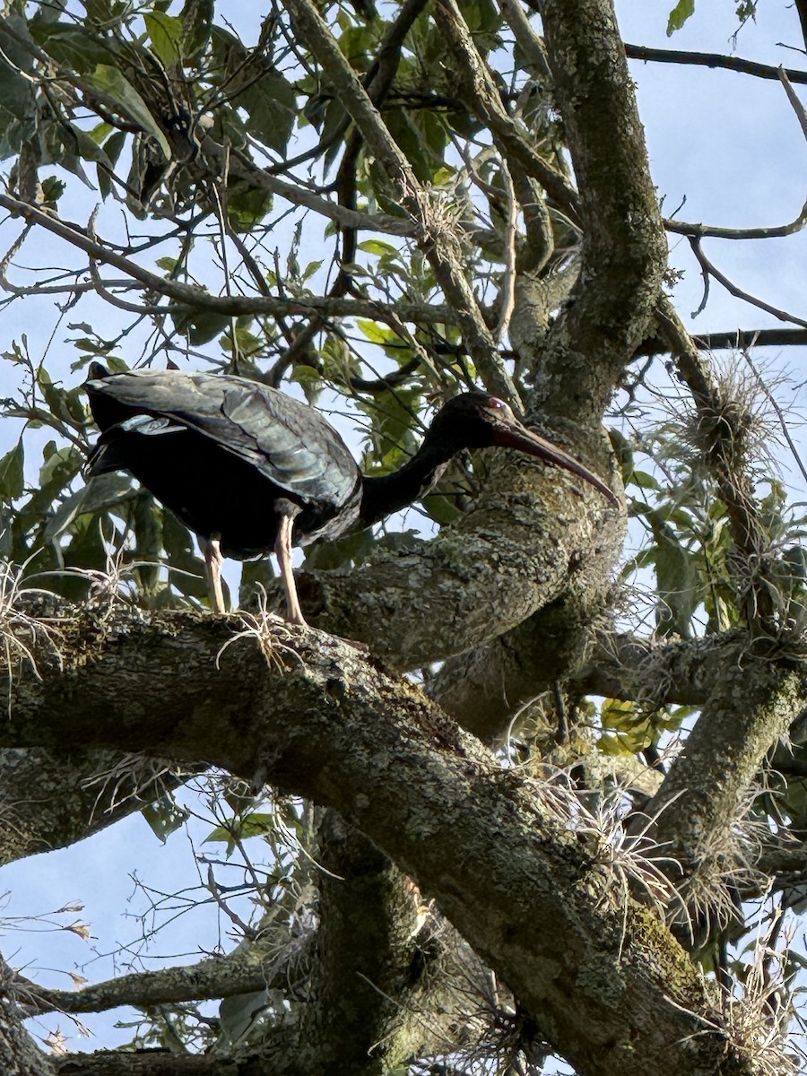 Bare-faced Ibis - ML644535160