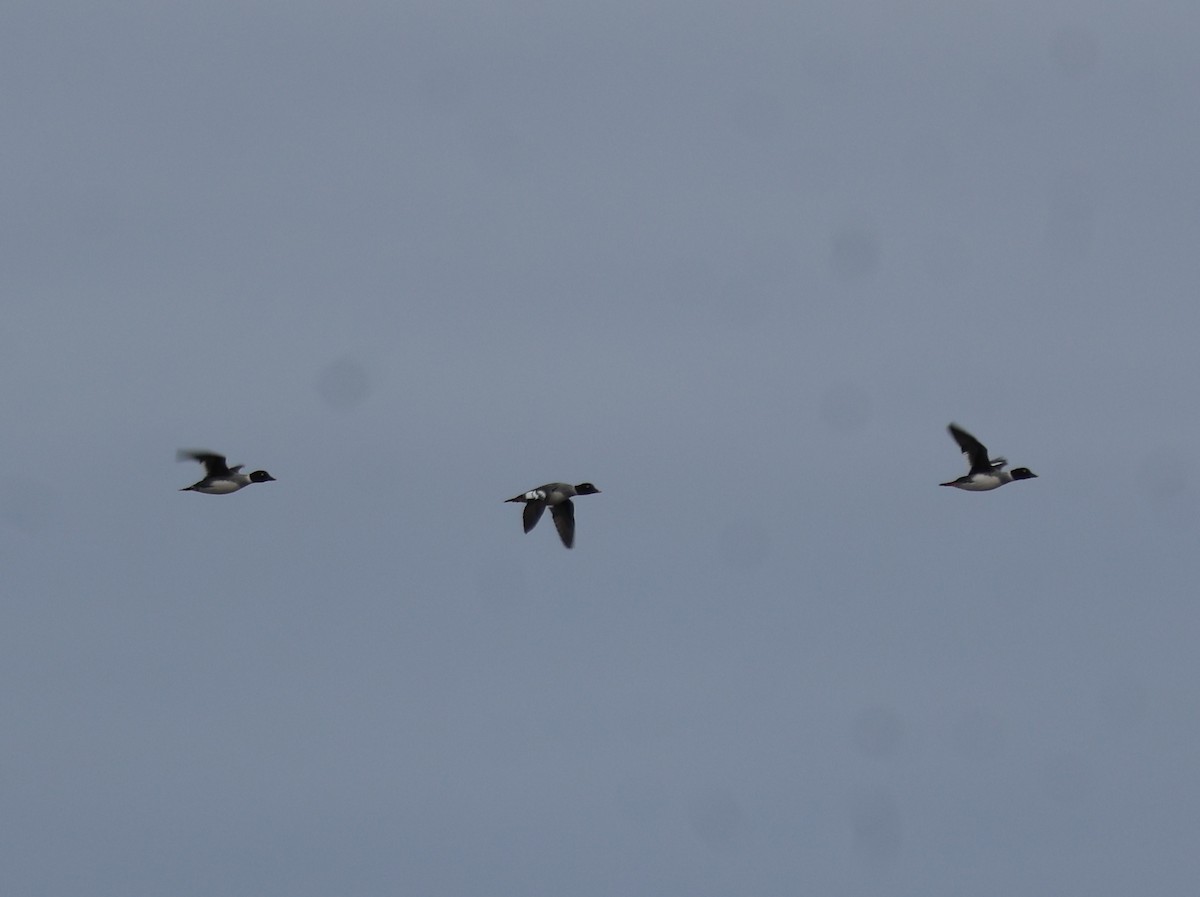 ホオジロガモ - ML644535174