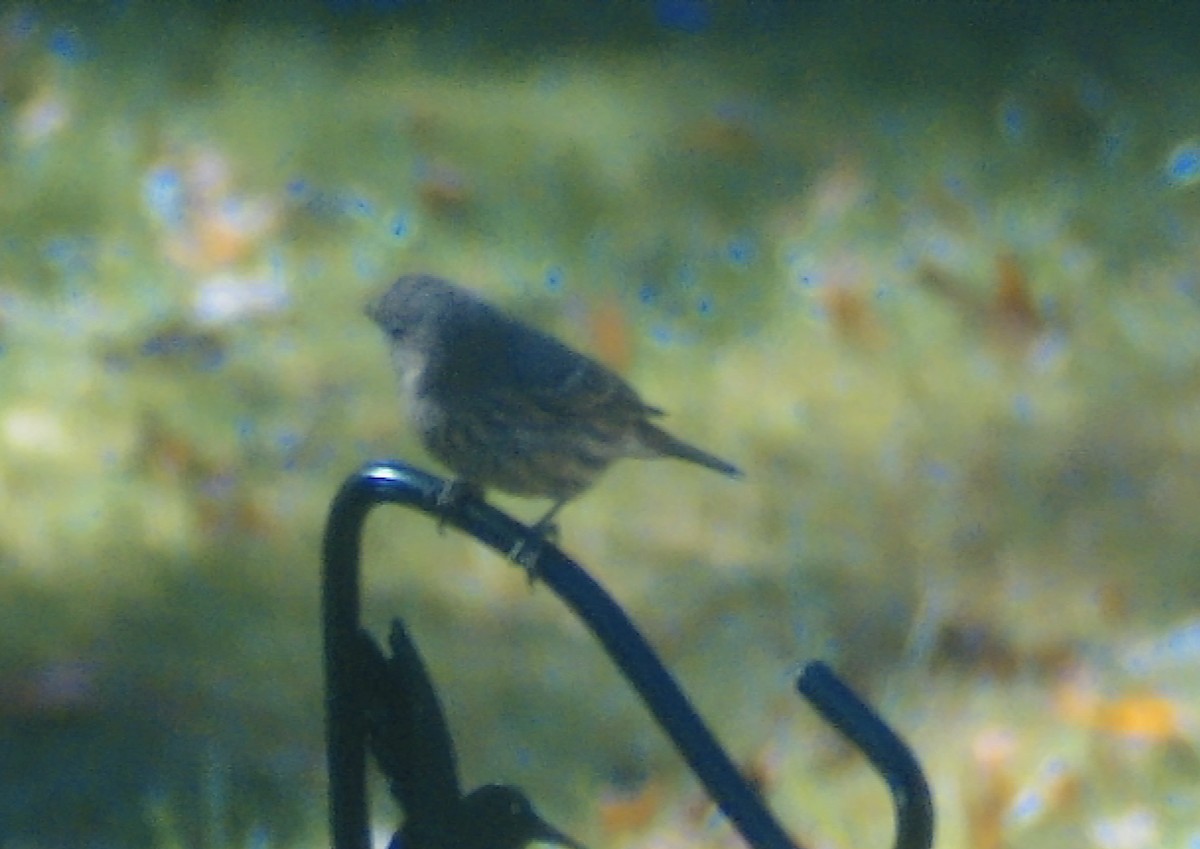 House Finch - ML644535175