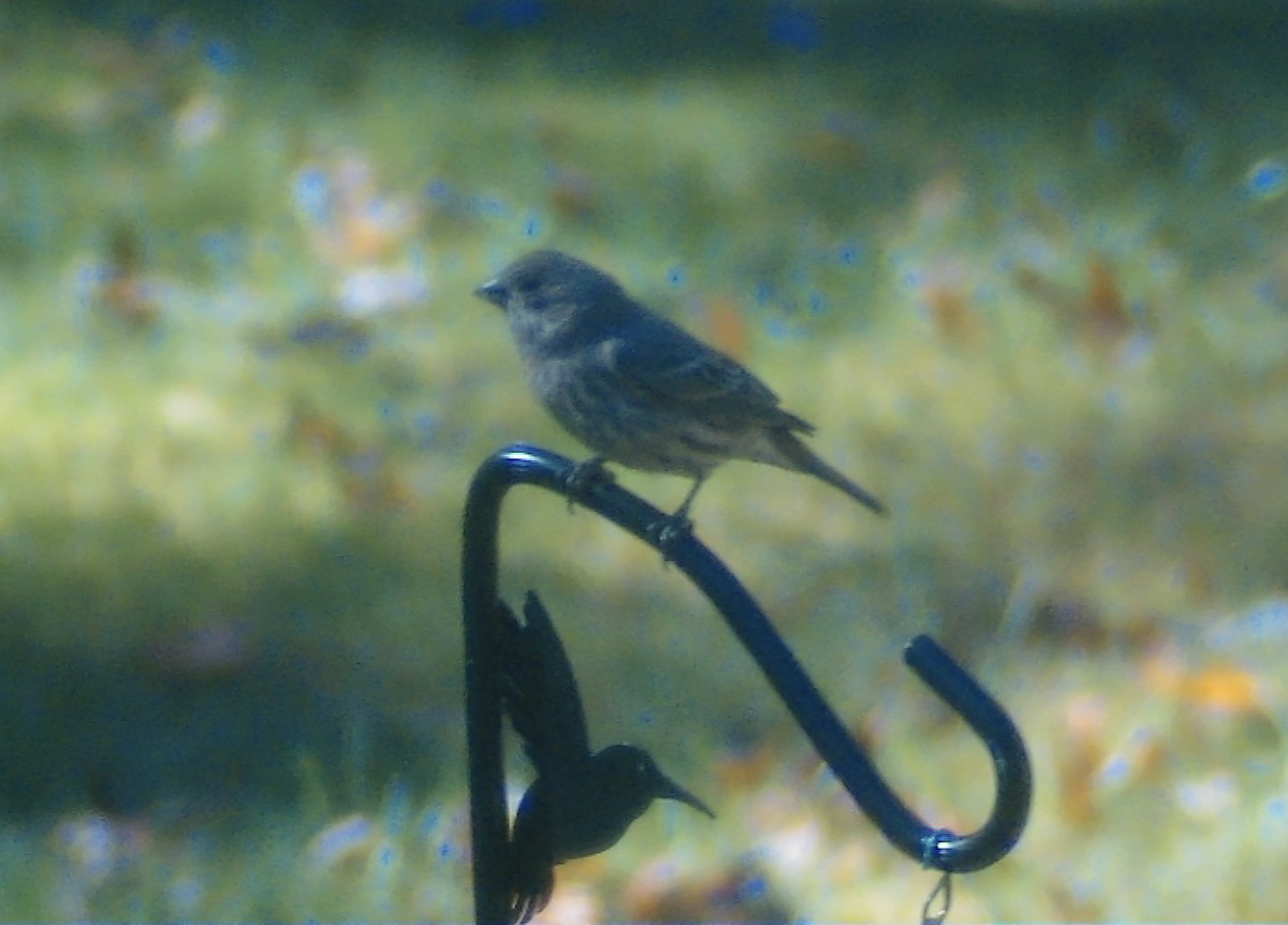 House Finch - ML644535176