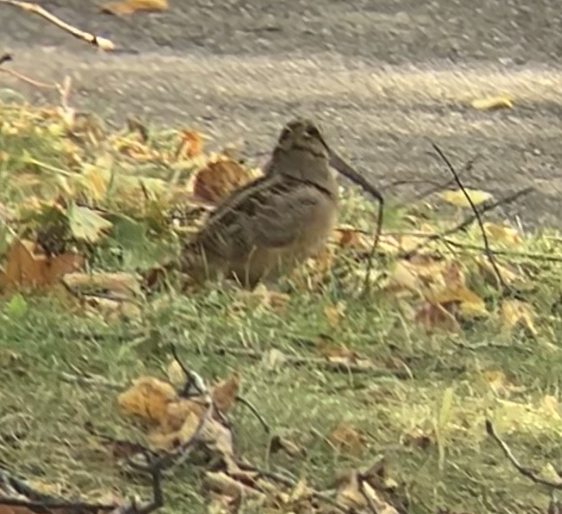 American Woodcock - ML644535178