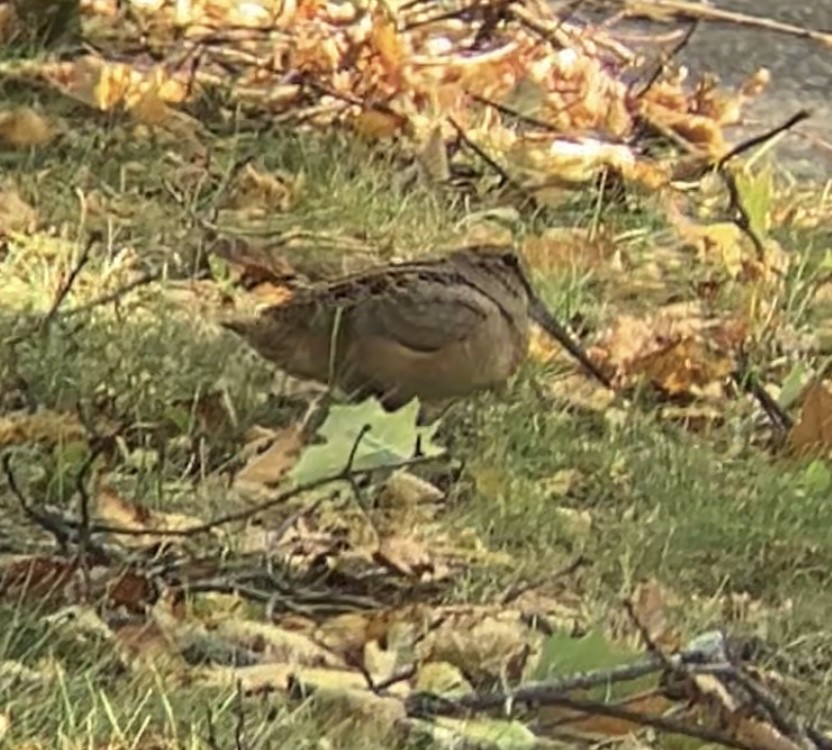 American Woodcock - ML644535179