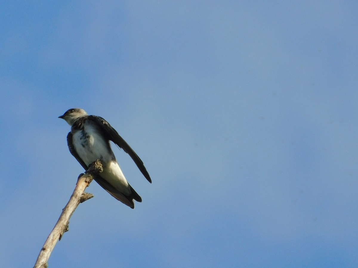 Brown-chested Martin - ML644535182