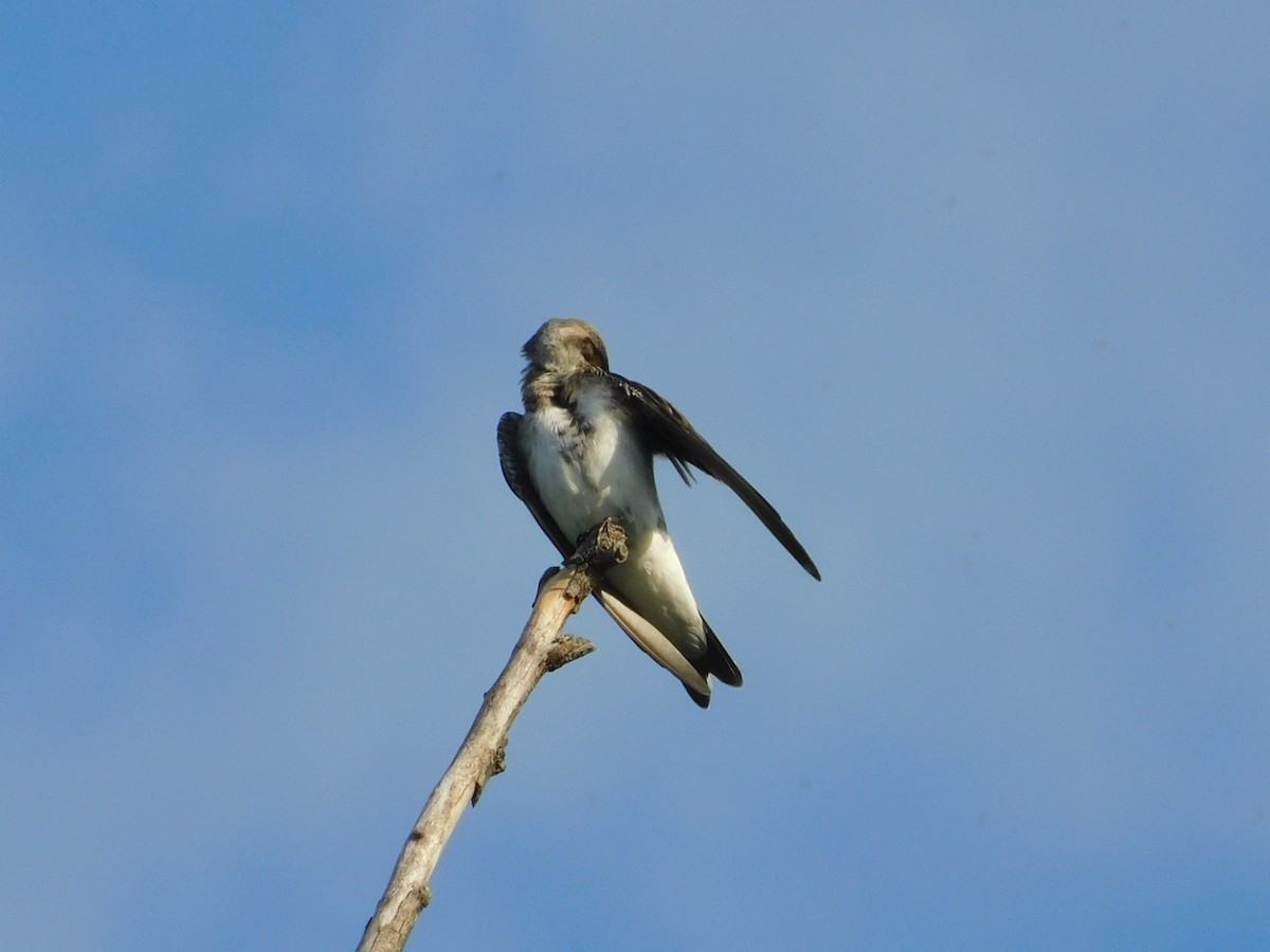 Brown-chested Martin - ML644535183