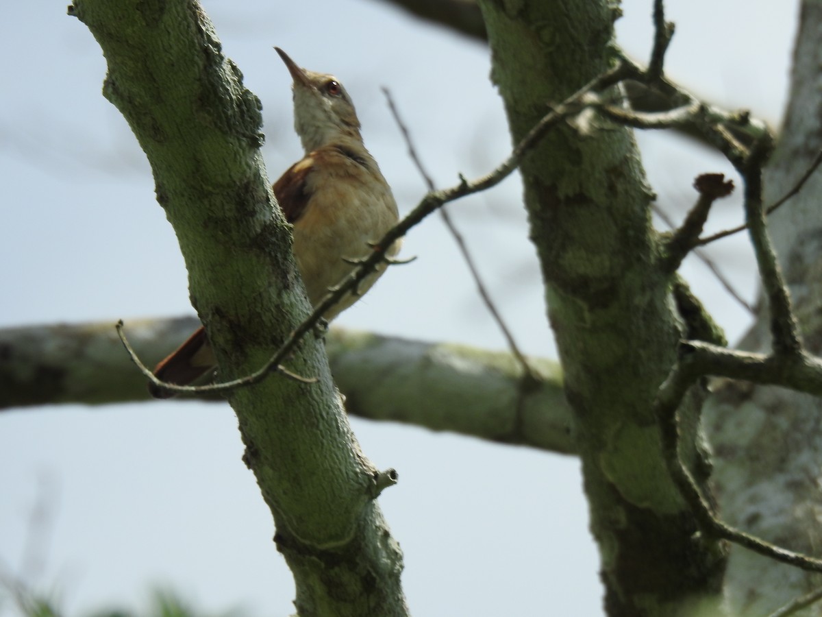 Lesser Hornero - ML644535200