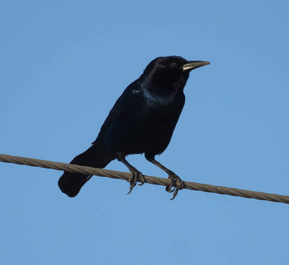 Quiscale des marais - ML644535204