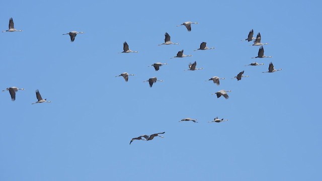 Common Crane - ML644535206