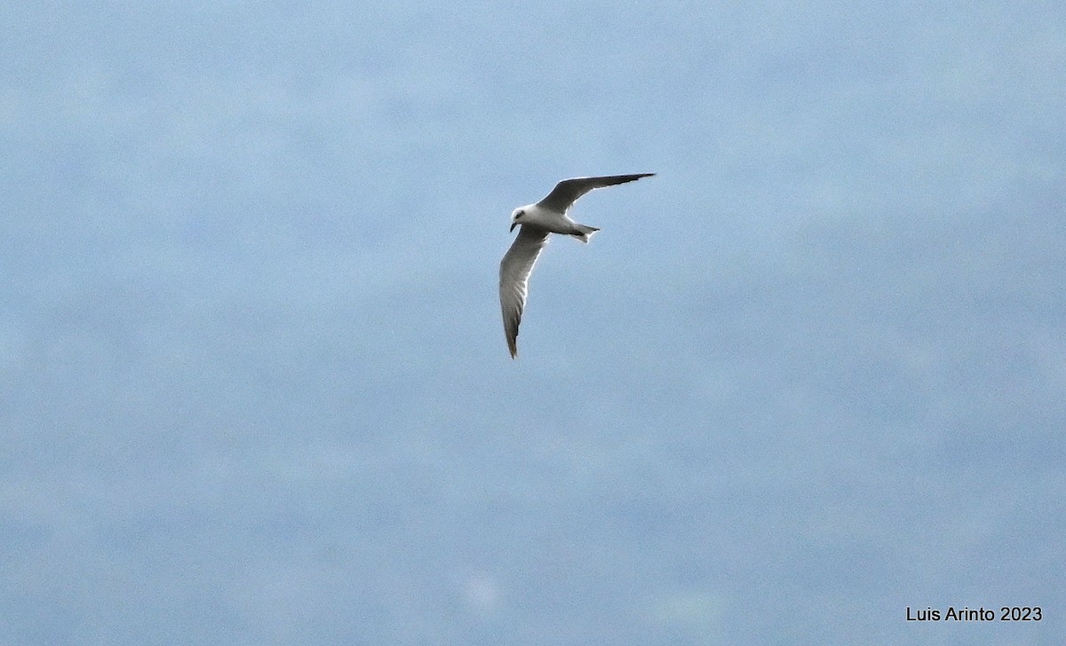 Gull-billed Tern - ML644535215