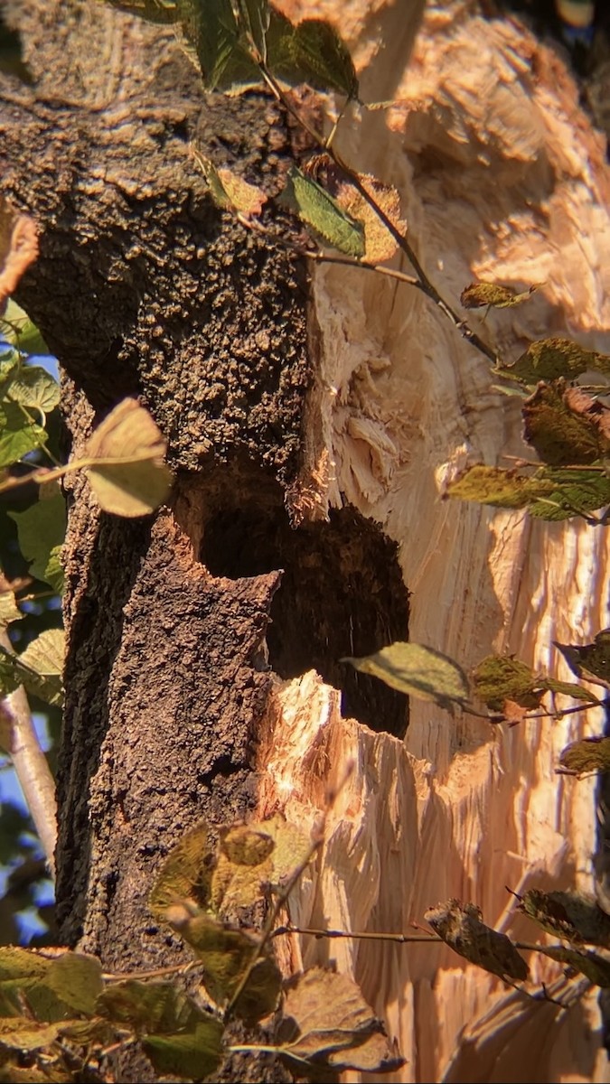 Red-bellied Woodpecker - ML644535223
