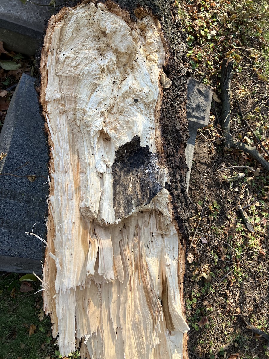 Red-bellied Woodpecker - ML644535224