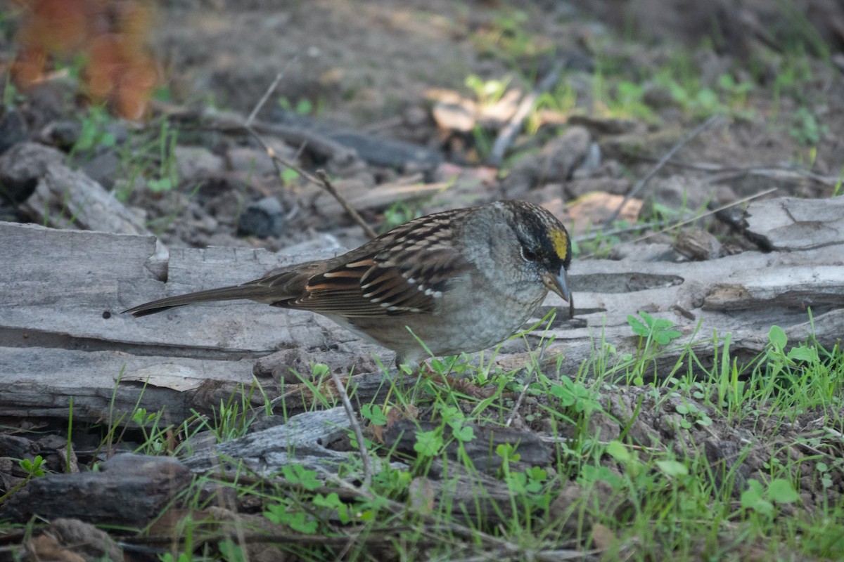 Bruant à couronne dorée - ML644535230
