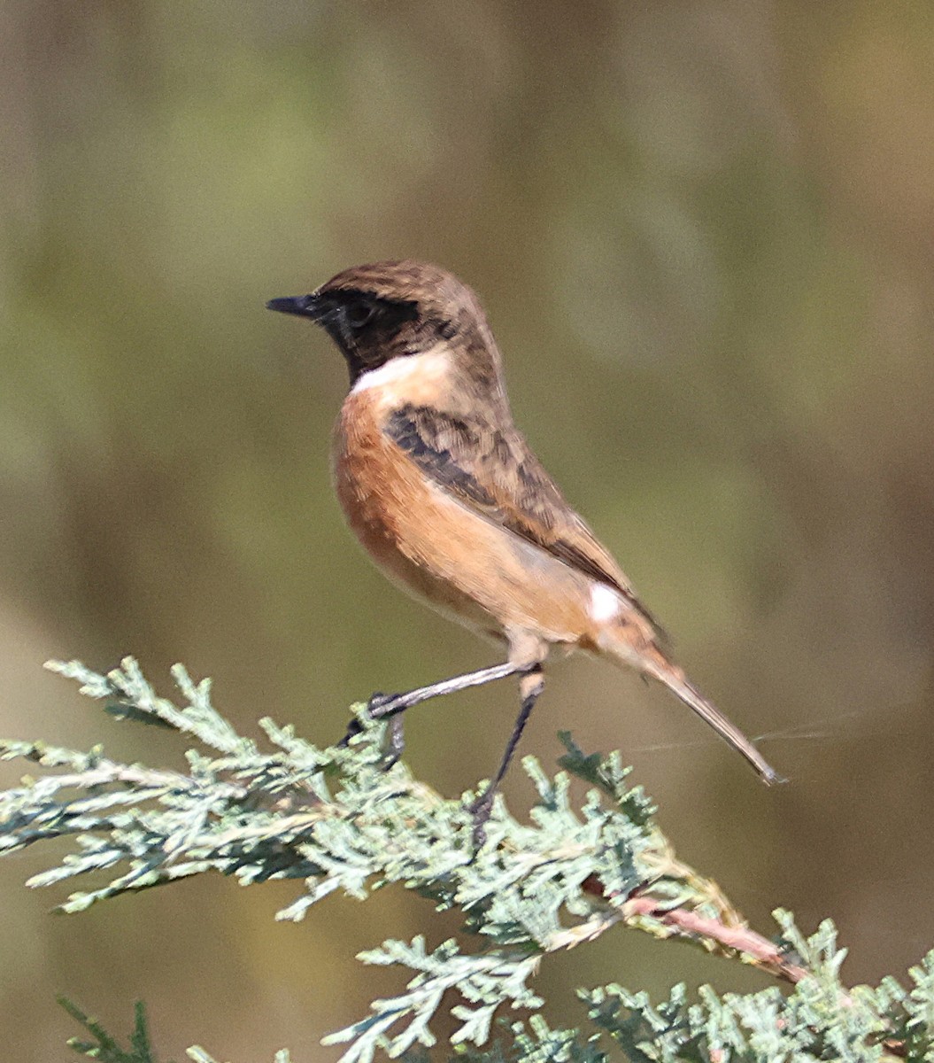 Трав'янка чорноголова - ML644535254