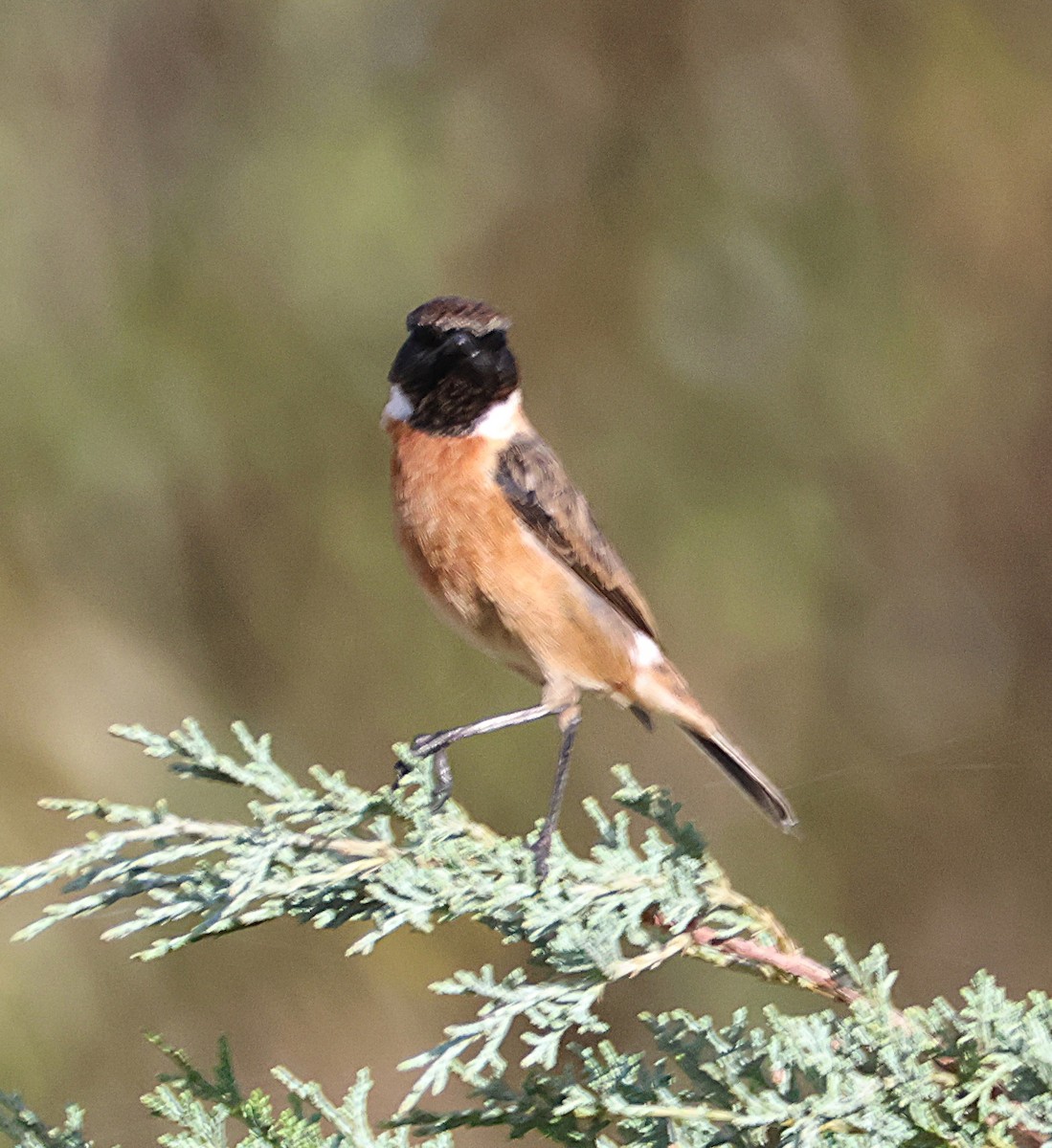 Трав'янка чорноголова - ML644535255