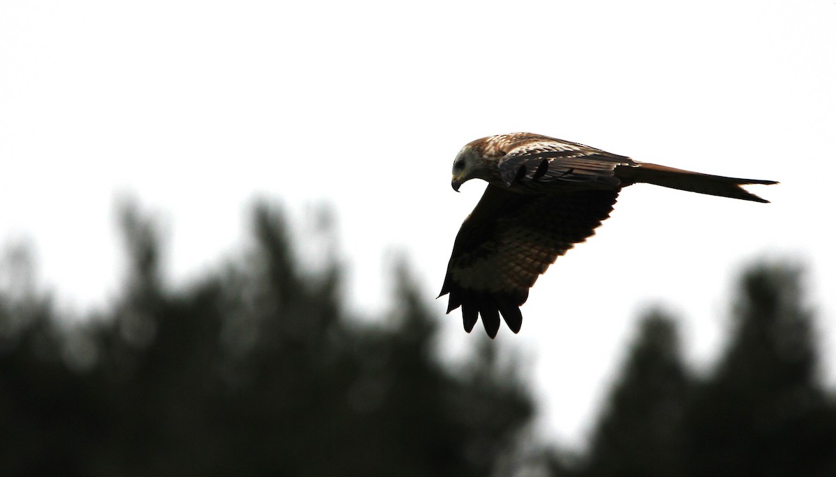 アカトビ - ML644535265