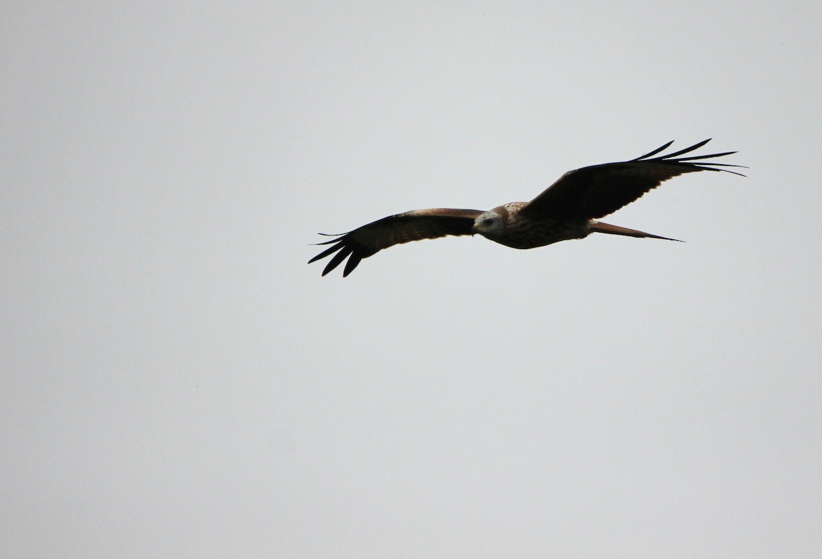 アカトビ - ML644535266