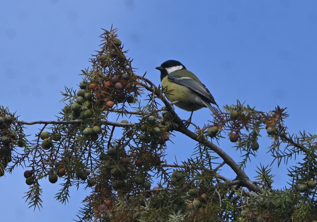 ヨーロッパシジュウカラ - ML644535270