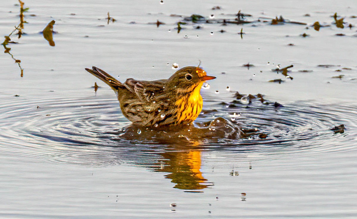 Bisbita Pratense - ML644535280