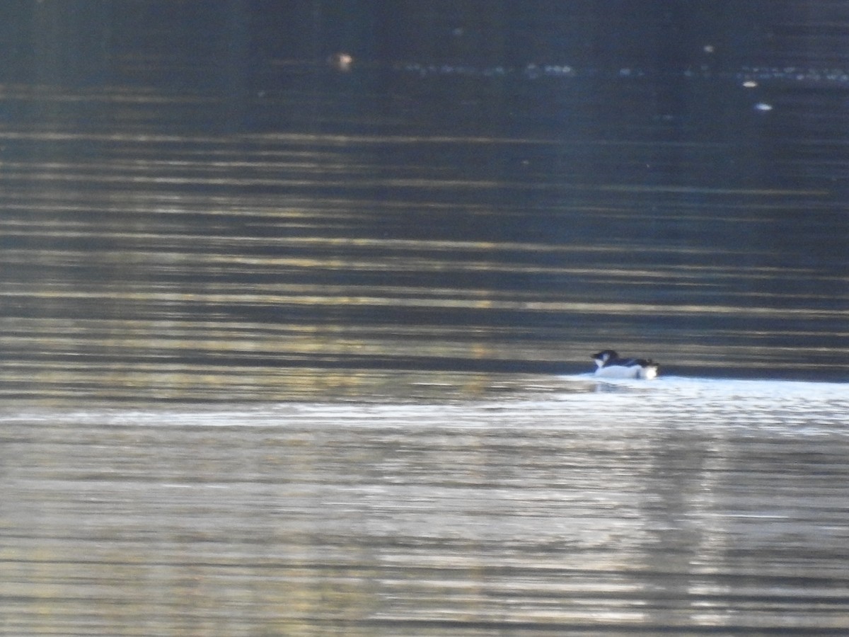 alka malá - ML644535289