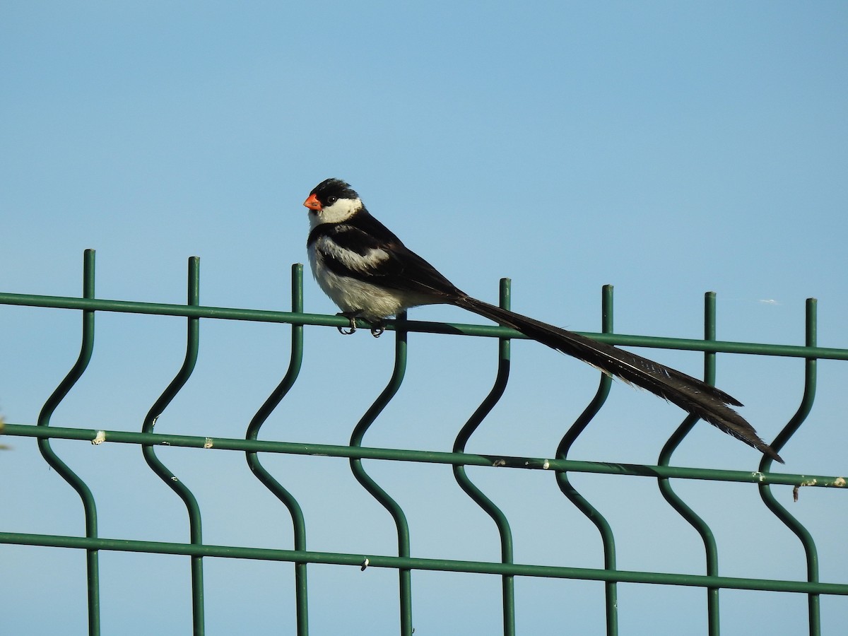 dominikanerenke - ML644535301