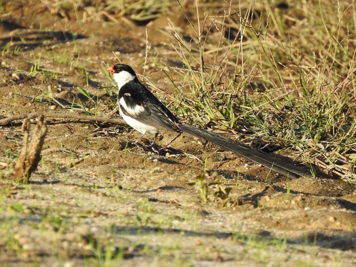 dominikanerenke - ML644535306