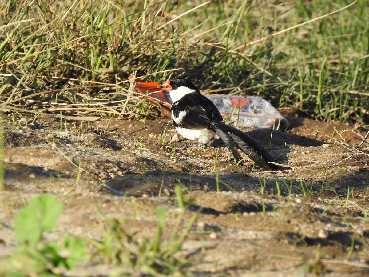 dominikanerenke - ML644535308