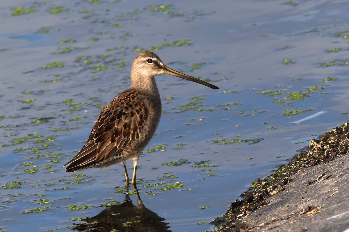 Long-billed Dowitcher - ML644535318