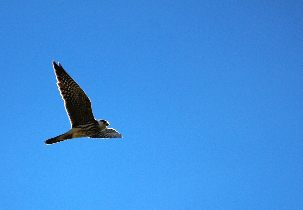 Red-footed Falcon - ML644535319