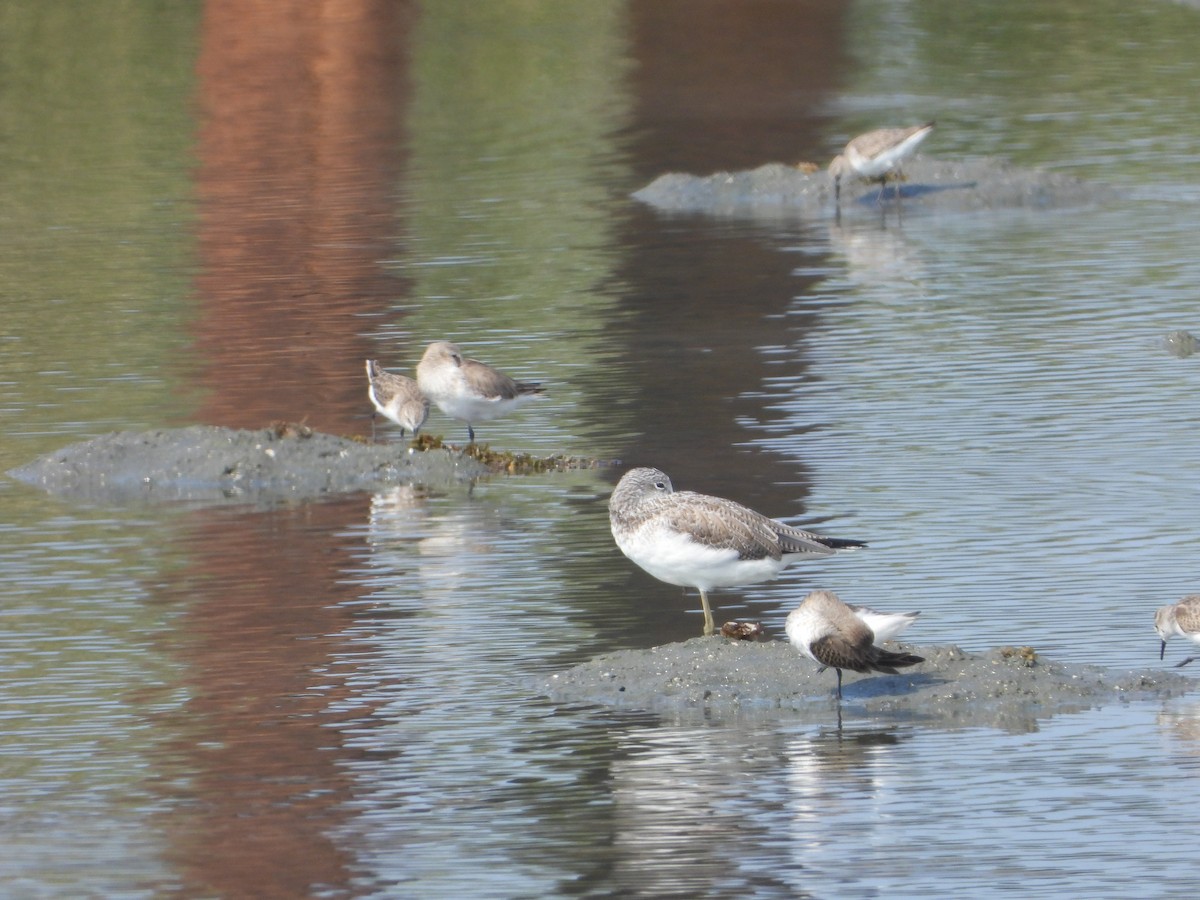 gluttsnipe - ML644535321