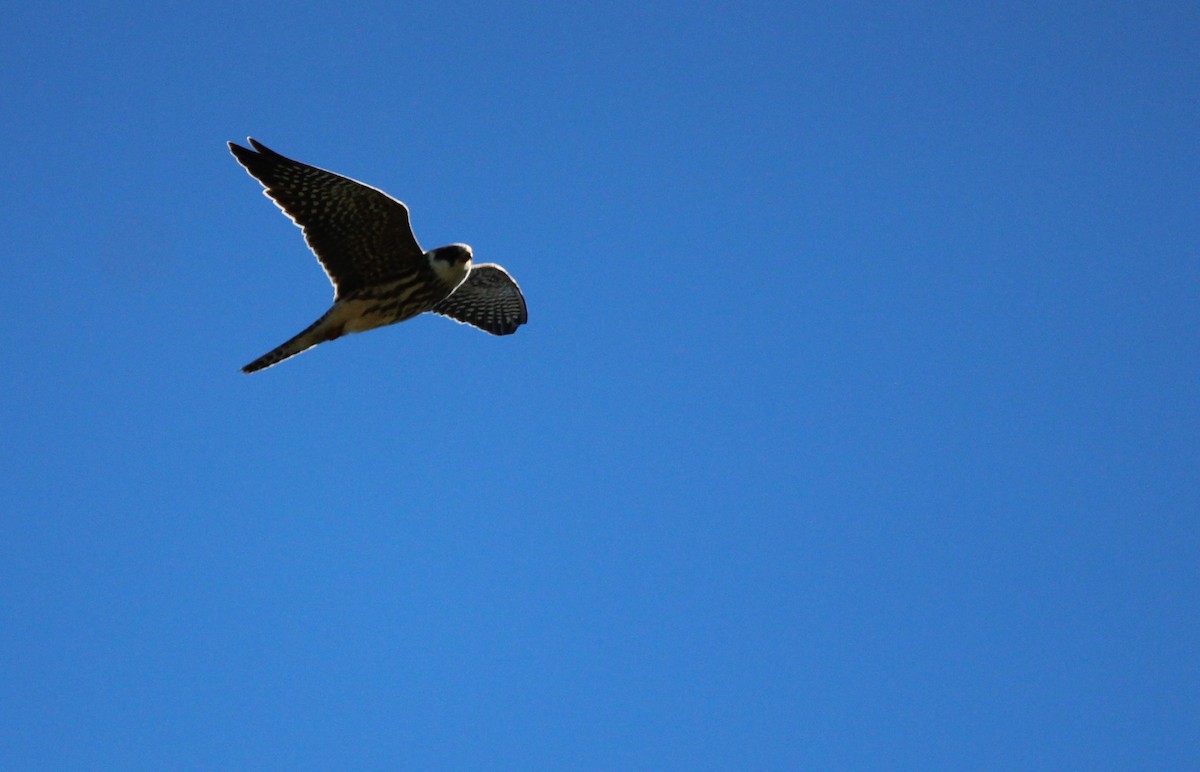 Red-footed Falcon - ML644535324