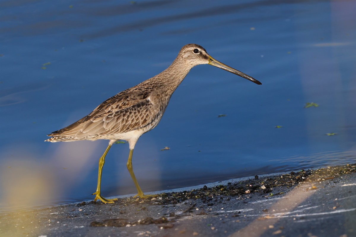 Long-billed Dowitcher - ML644535328