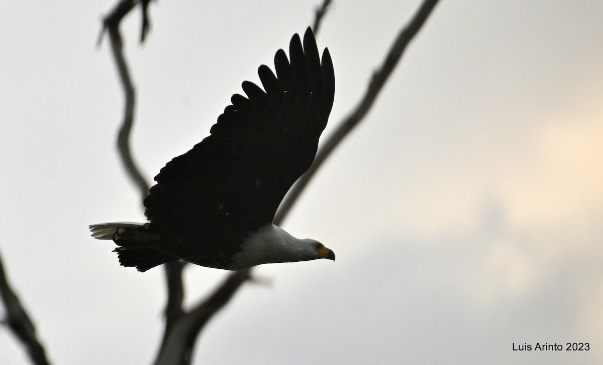 African Fish-Eagle - ML644535329