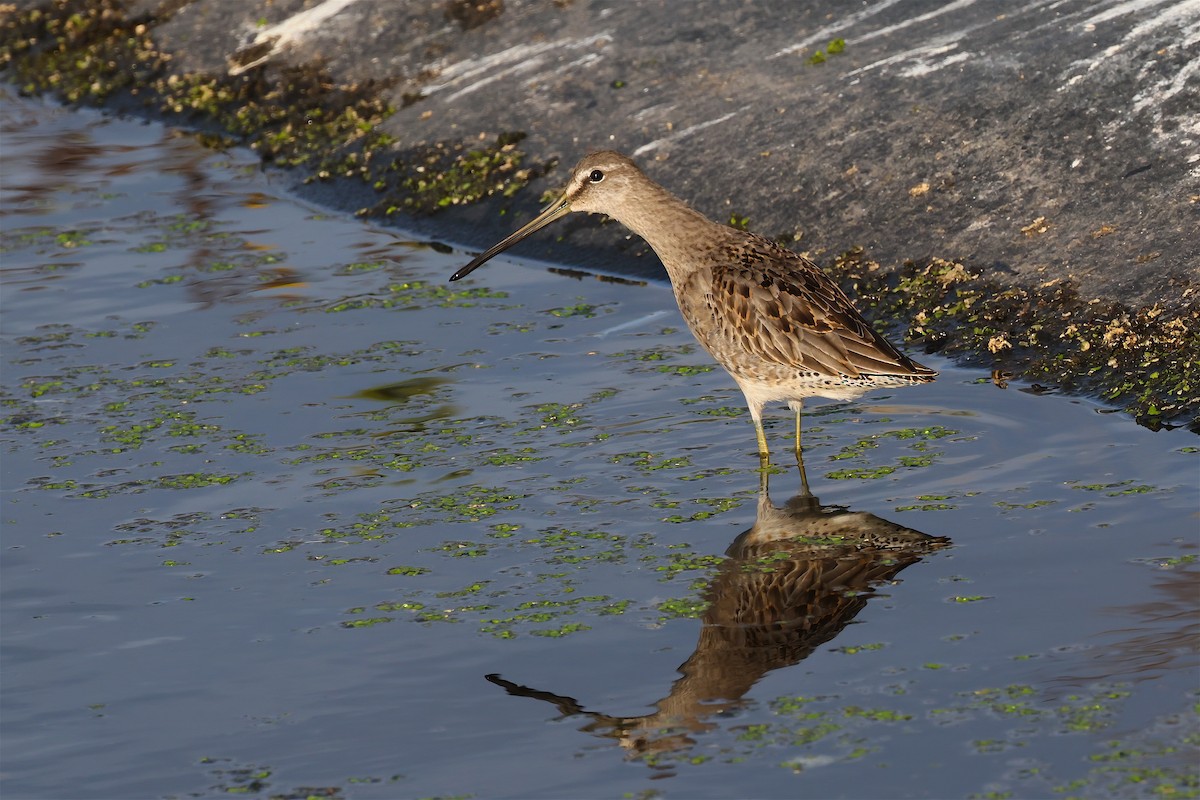 Long-billed Dowitcher - ML644535335