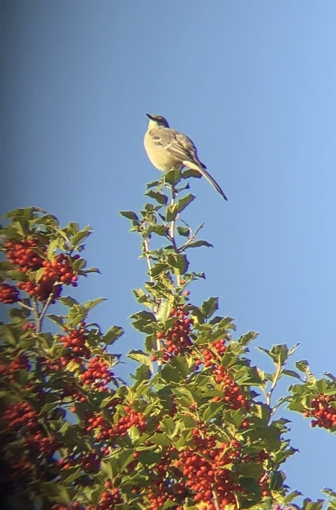 חקיינית צפונית - ML644535342