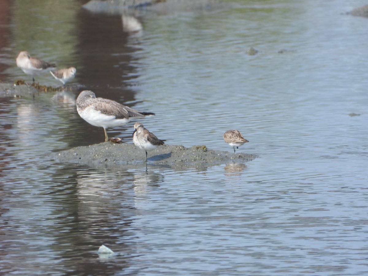 tundrasnipe - ML644535343