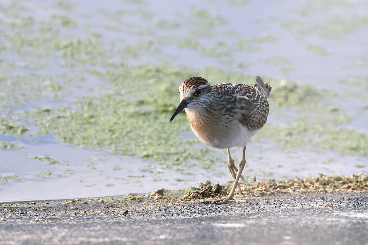 Sharp-tailed Sandpiper - ML644535347