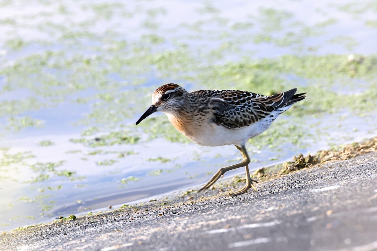 Sharp-tailed Sandpiper - ML644535349