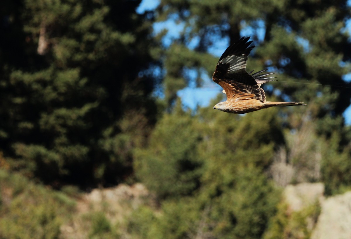 アカトビ - ML644535350