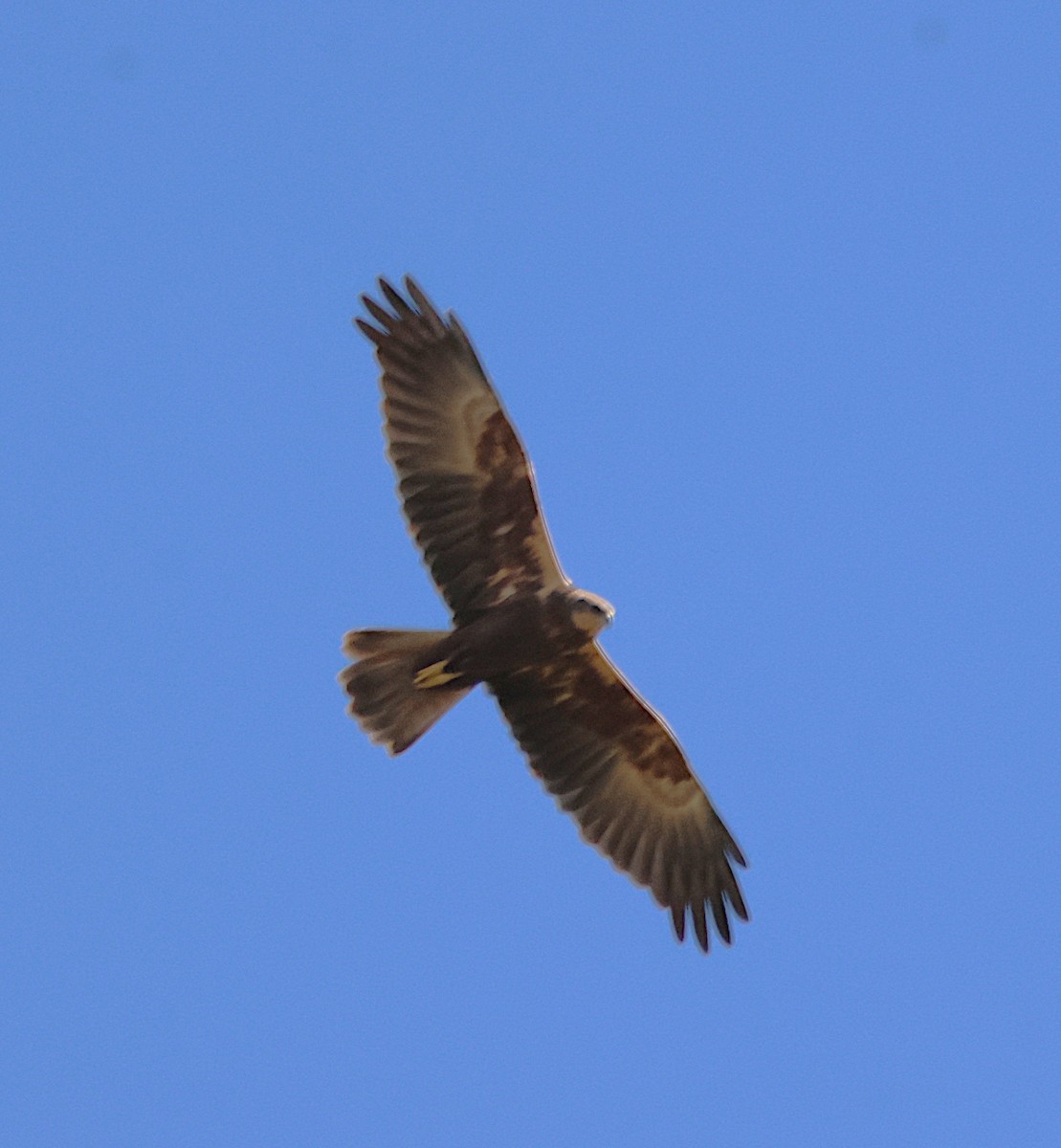 Western Marsh Harrier - ML644535352