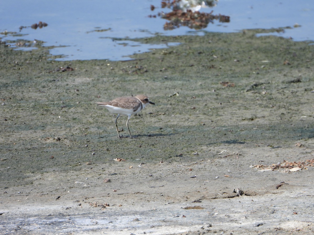 hvitbrystlo - ML644535365