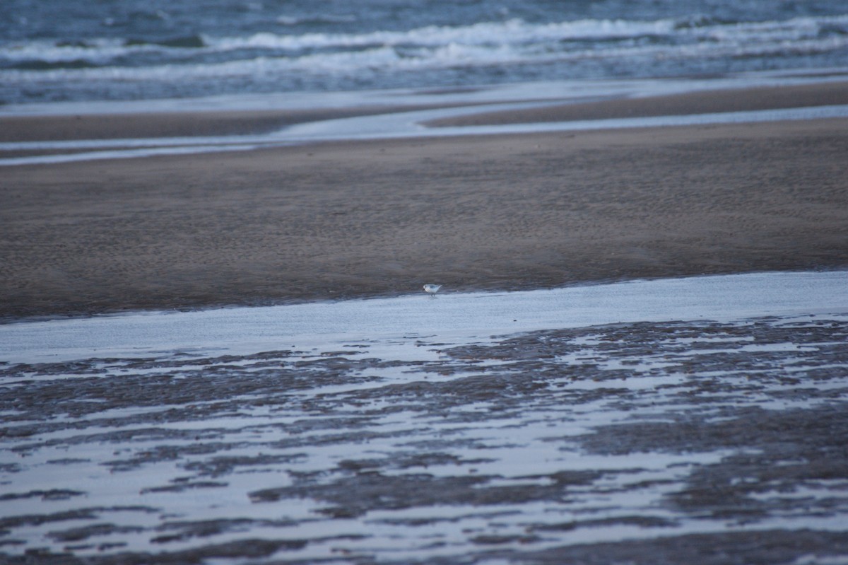 Песчанка - ML644535372