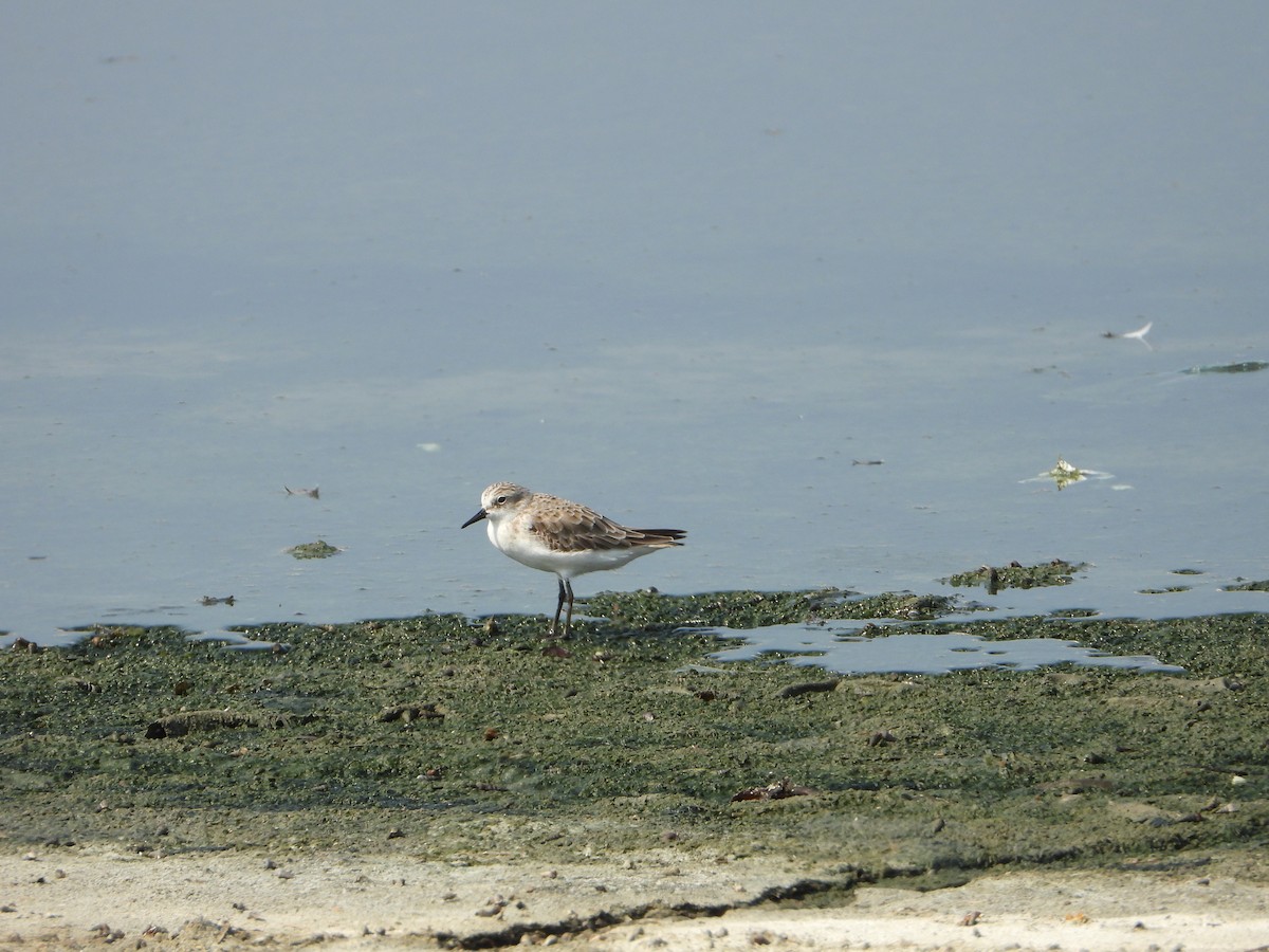 dvergsnipe - ML644535373