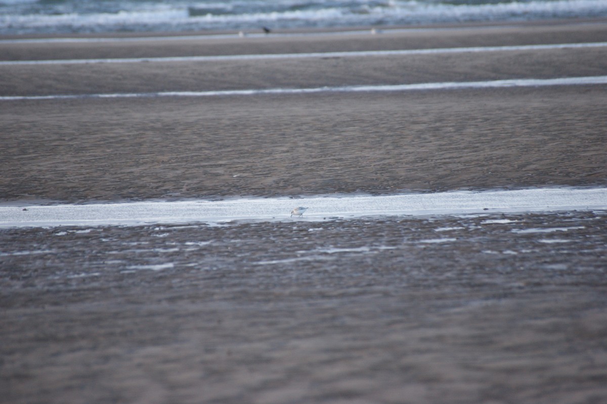 Песчанка - ML644535389